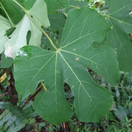 Chinese Parasol Tree